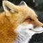 Foxyluke